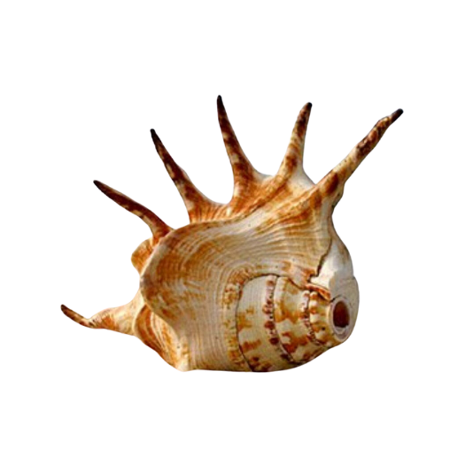 PanchMukhi Shankh